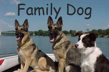 Family Dog